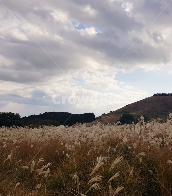 먹구름,흐림,비,갈대,lawn,plant,날씨