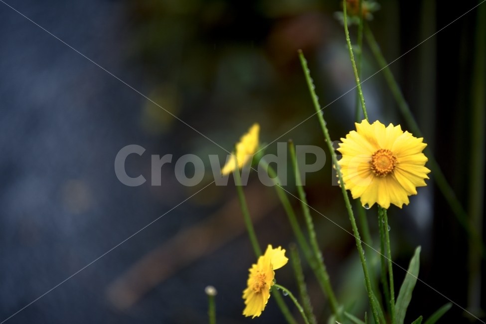꽃,비,빗방울,자연,꽃잎,식물,자연,plants,nature,비,비오는날,rain,rainy,꽃,flower