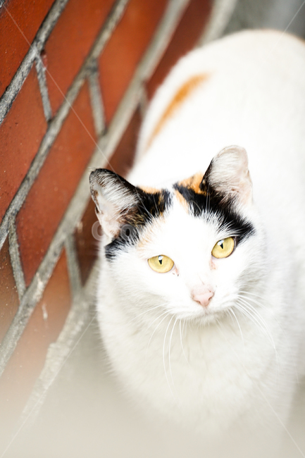 고양이,동물,포유류,길냥이,cat,animal,pet,동물,animal,포유류,mammal,고양이,cat,kitten,kitty