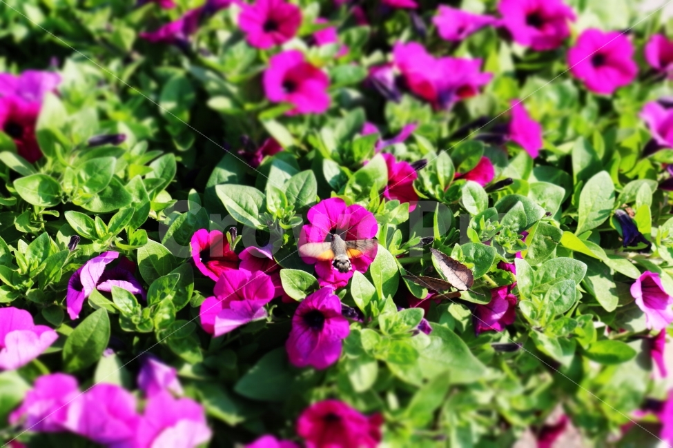 꽃,식물,곤충,푸른색,보라색,자주색,미니어처,미니어처모드,벌,식물,자연,plants,nature,꽃,flower