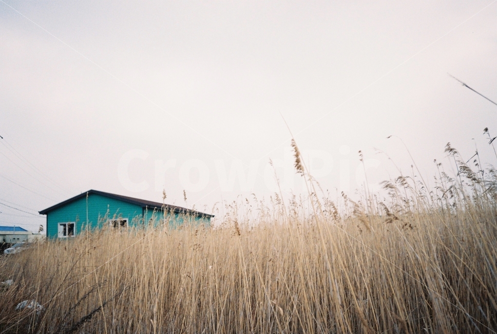 갈대,가을,흐린날,제주,쓸쓸,filmphotography,감성,가을,계절,fall,autumn,season,시골,마을,풍경,landscape,country,rural,town,식물,자연,plants,nature,감성,sensible,feeling,plant,grass,잔디
