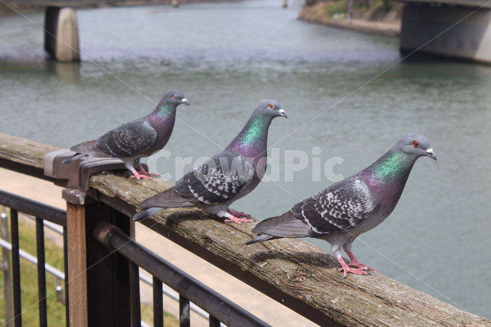 새,pigeon,비둘기,공원,산책,동물,animal,조류,새,birds
