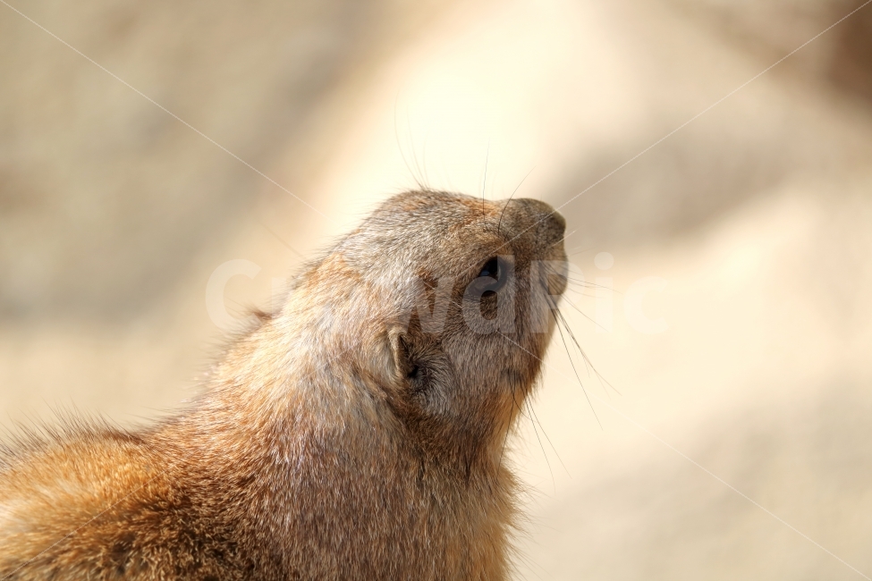 가을,동물,동물원,프레리독,포유류,동물,animal,포유류,mammal