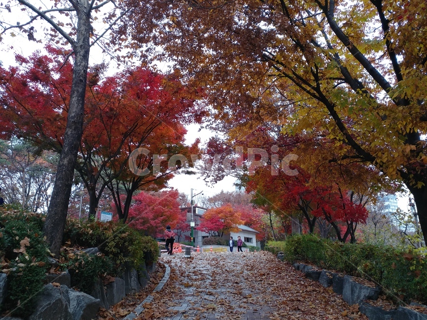 가을,단풍,가을단풍,가을풍경,가을길,tree,나무,식물