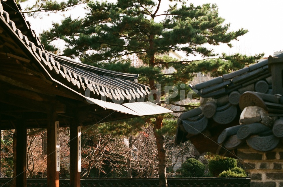 한옥,소나무,지붕,처마,낮