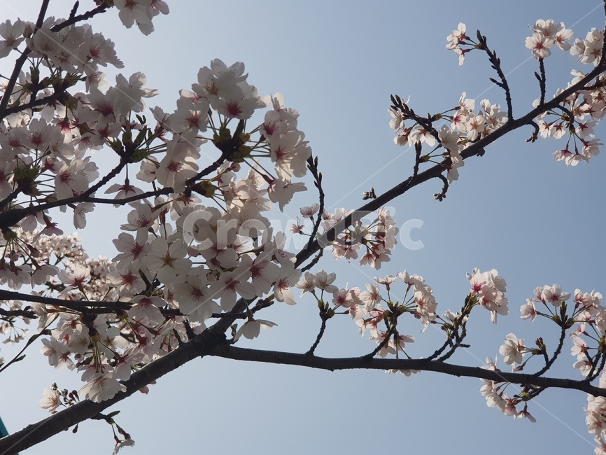 plant,식물,flower,blossom,꽃,cherryblossom,벚꽃
