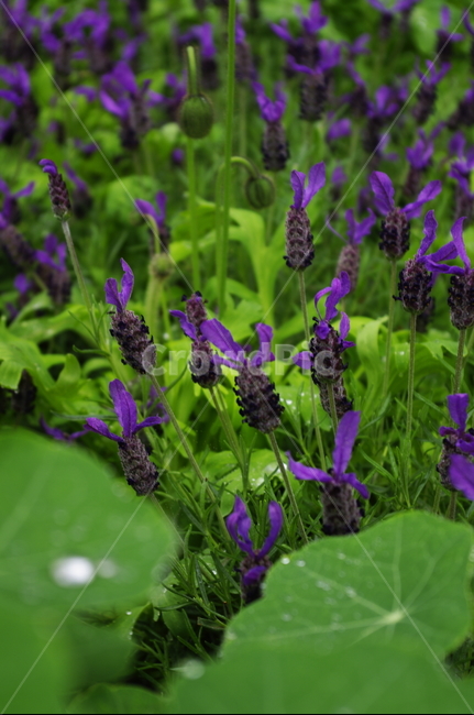 라벤더,꽃,flower,계절,봄,spring,식물,plant,자연,nature,식물,자연,plants,nature,꽃,flower