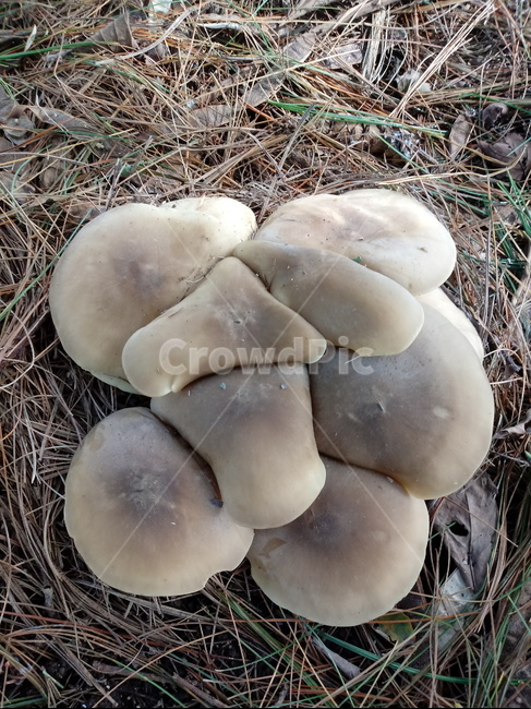 버섯,진군류,mushroom,fungus,밀버섯,버섯,mushroom