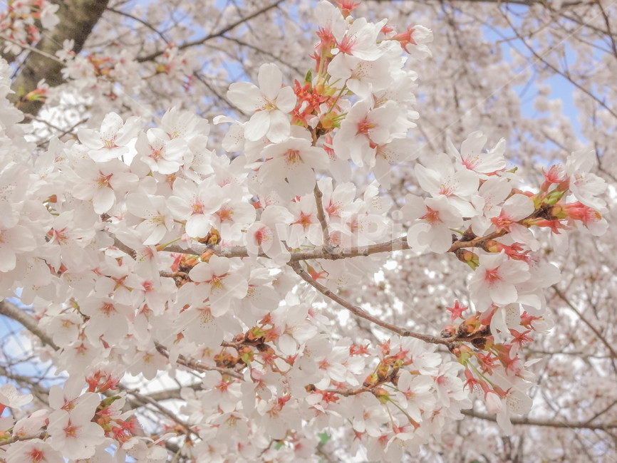벚꽃,하늘,꽃,봄,맑은날,봄,계절,spring,season,plant,식물,blossom,flower,cherry blossom