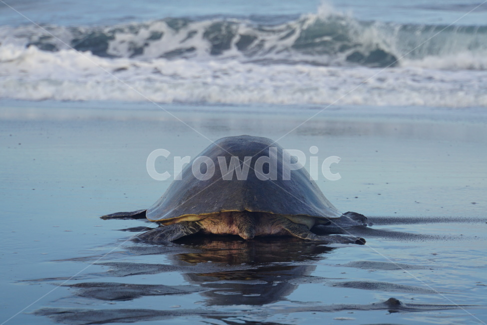 animal,동물,sealife,해양생물,거북,turtle