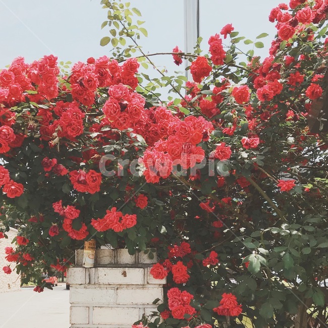 로즈,장미,꽃,넝쿨장미,담장,식물,자연,plants,nature,꽃,flower