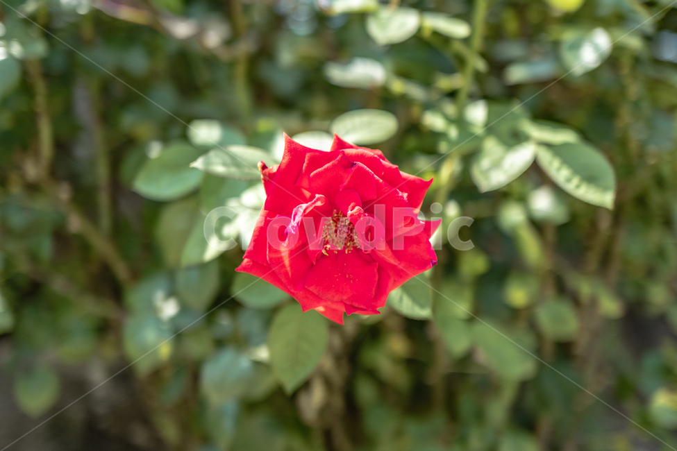 식물,장미,rose,plant,blossom,flower,꽃,식물,자연,plants,nature,꽃,flower