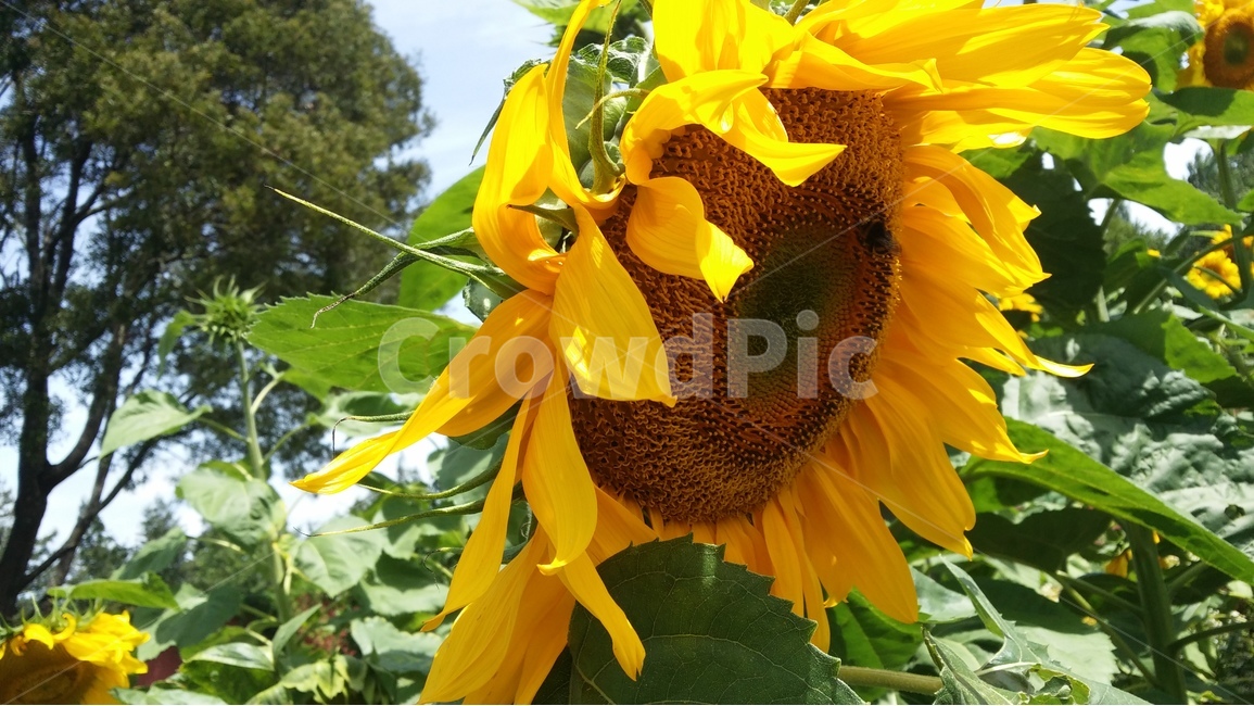 해바라기,지침,노랑색,햇살,여름,여름,계절,summer,season,식물,자연,plants,nature,꽃,flower,plant,blossom