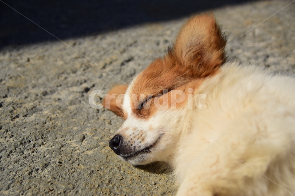애완동물,반려견,개,강아지,동물,낮잠,애완견,동물,animal,포유류,mammal,개,강아지,dog,doggy