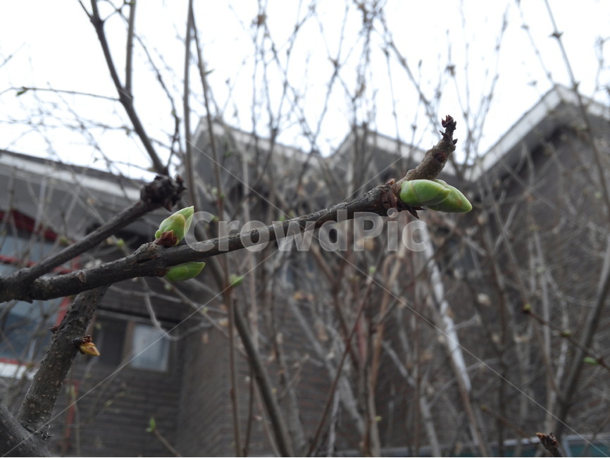라일락,봄,전령사,새순,정원,봄,계절,spring,season,식물,자연,plants,nature