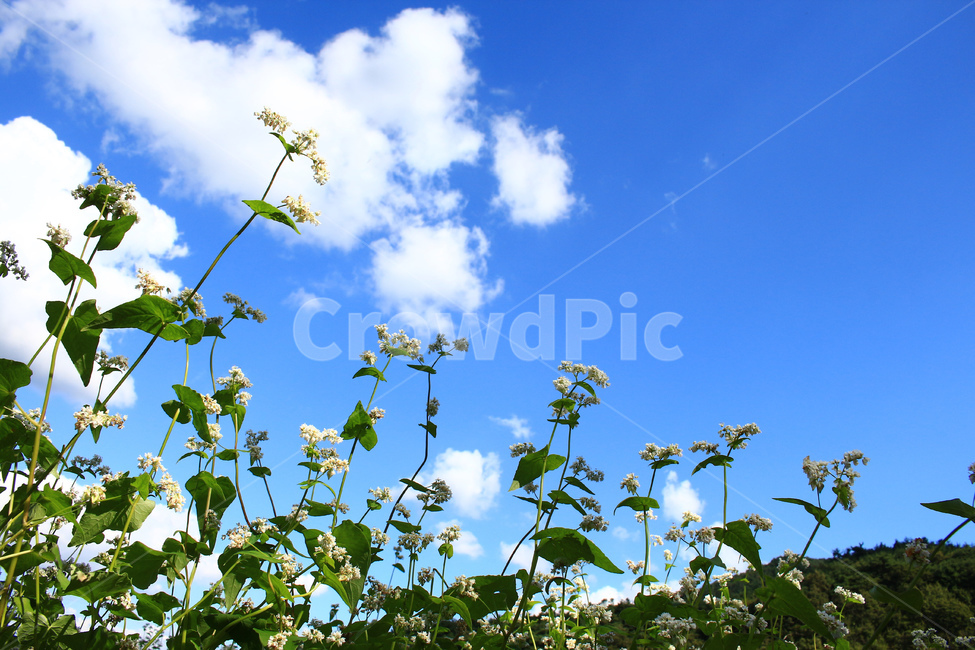 메밀,메밀꽃,메밀밭,메밀재배,메밀농사,식물,자연,plants,nature