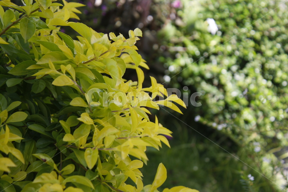 풀,초록색,식물,여름느낌,파릇한,식물,자연,plants,nature