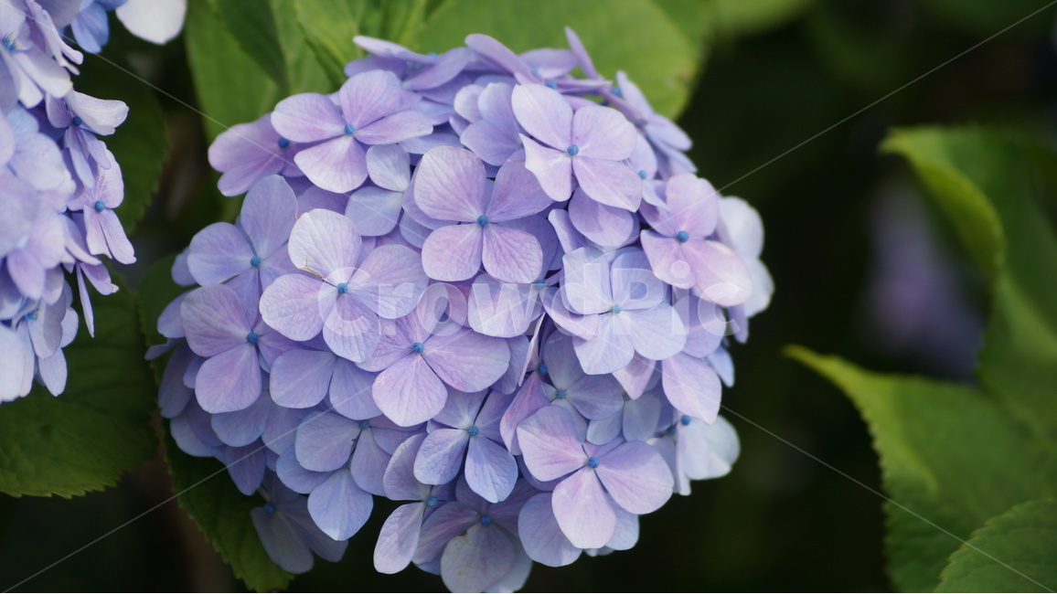 수국,수국꽃,꽃,꽃사진,식물,식물,자연,plants,nature,꽃,flower
