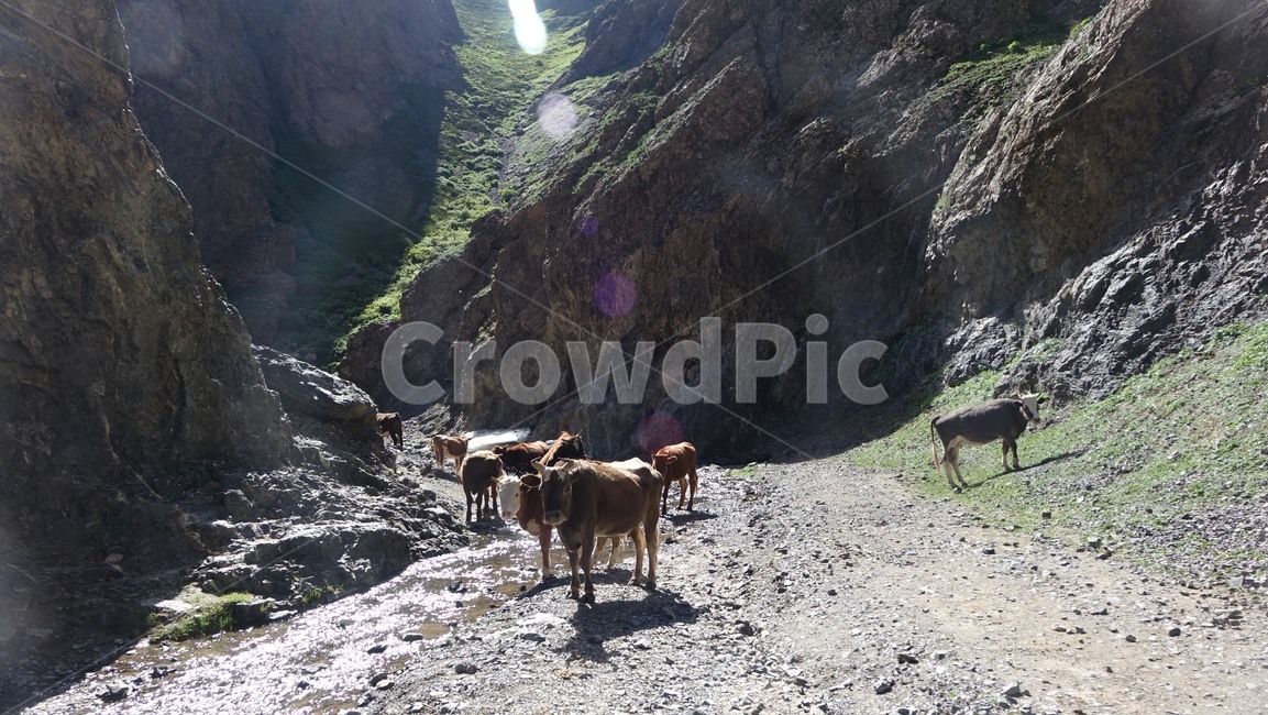 자연,nature,소,계곡,valley,cow,animal,동물,cattle,가축,mammal,포유류