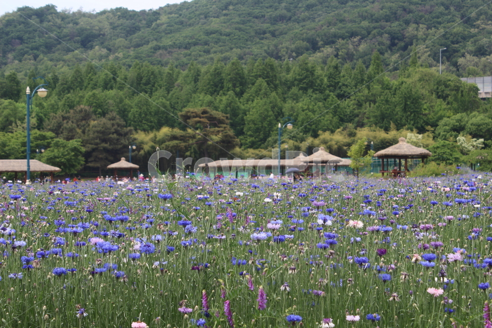 양귀비,수레국화,꽃밭,꽃,flower,flowers