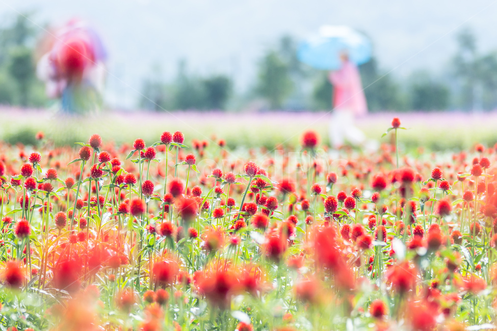 식물,꽃,분홍,천일홍,자연,식물,자연,plants,nature,꽃,flower