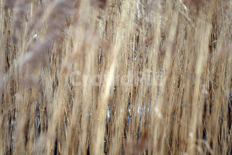 갈대,갈대밭,우음도,겨울갈대,길,풍경,강아지풀,겨울,계절,winter,season,식물,자연,plants,nature