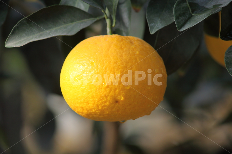 귤,밀감,과일,열매,citrusreticulata,식물,자연,plants,nature,과일,열매,fruit