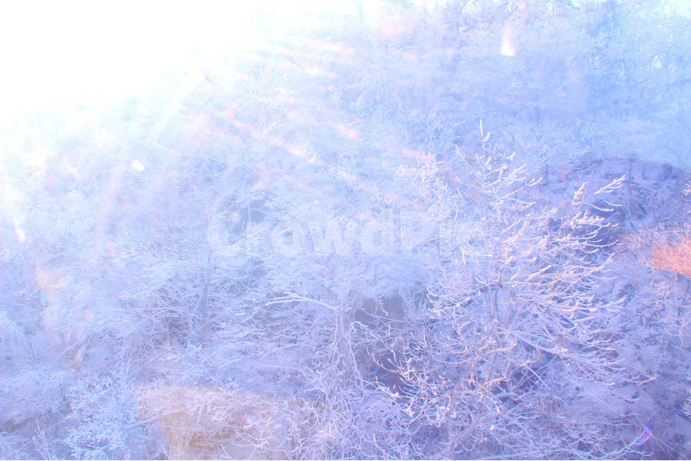 설경,눈,겨울,나무,빛,몽환,몽환적,nature,자연,ice,빙,outdoors,옥외,겨울,계절,winter,season