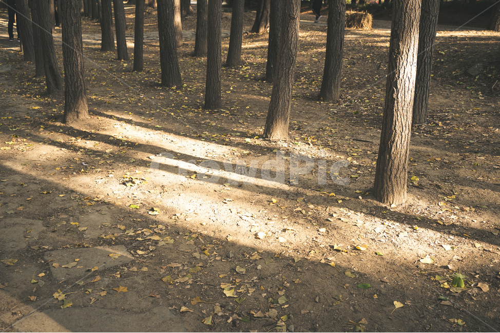 tree,나무,plant,식물,treetrunk,나무줄기,가을,단풍,숲,forest,leaf,그림자,가을,계절,fall,autumn,season,자연,풍경,nature,landscape