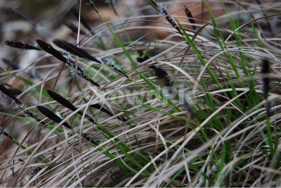 팔봉산,바위,야생화,한국명산,봄,식물,자연,plants,nature