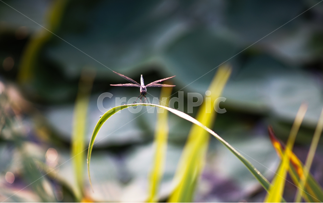 잠자리,곤충,들,풀,자연,겹눈,동물,animal,곤충,벌레,insect,bug