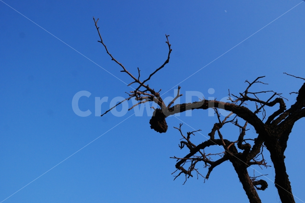 하늘,나무,고목,쓸쓸,겨울,나뭇가지,푸른,마른,식물,자연,plants,nature,겨울,계절,winter,season