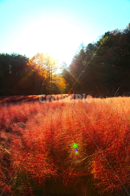 자연,가을,역광,핑크뮬리,핑크,가을,계절,fall,autumn,season,leaf,잎,plant,식물,light,빛,flare,플레어,tree,나무