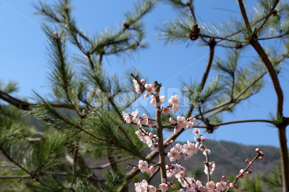 벚꽃,매화꽃,매화,백매화,cherryblossom