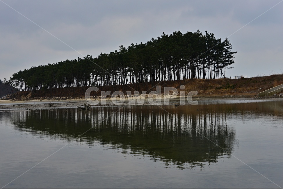 nature,자연,water,물,outdoors,옥외,충남,태안,안면도,솔숲,안면도솔숲,반영,소나무,자연,풍경,nature,landscape