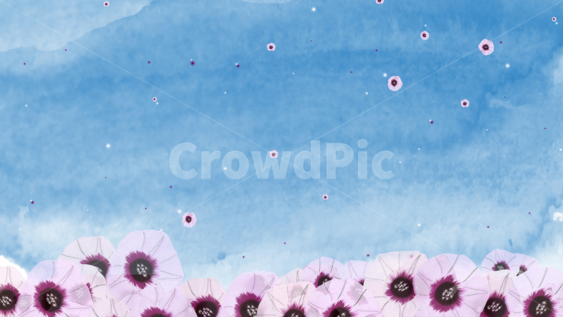 petal,꽃잎,blossom,plant,식물,flower,꽃,고구마꽃,sky
