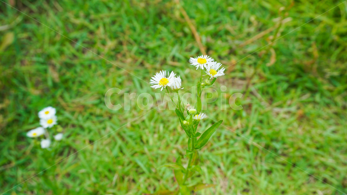 꽃,자연,분위기,감성,flower,잔디,들판,들,flowers,nature,grass,식물,자연,plants,nature,꽃,flower
