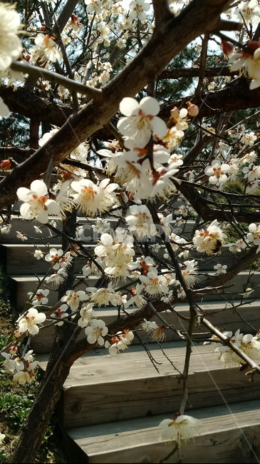 식물,나무,꽃,plant,blossom,flower,벚꽃,봄꽃,벚나무