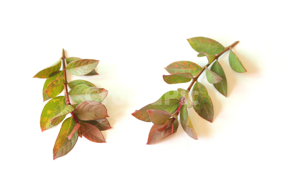 autumn,blueberry,blueberryleaf,blueberryleaves,branch,closeup,fall,green,leaf,leaves,nature,plant,red,white,가을,블루베리,블루베리잎,가지,나뭇가지,나뭇잎,잎,잎사귀,낙엽,식물,자연,흰배경,빨강,레드,그린,녹색,붉은색,물들다,물든,식물,자연,plants,nature,누끼,remove background