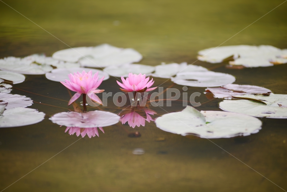 수련,연꽃,반영,물,자연,꽃,연잎,분홍,초록,식물,자연,plants,nature,꽃,flower