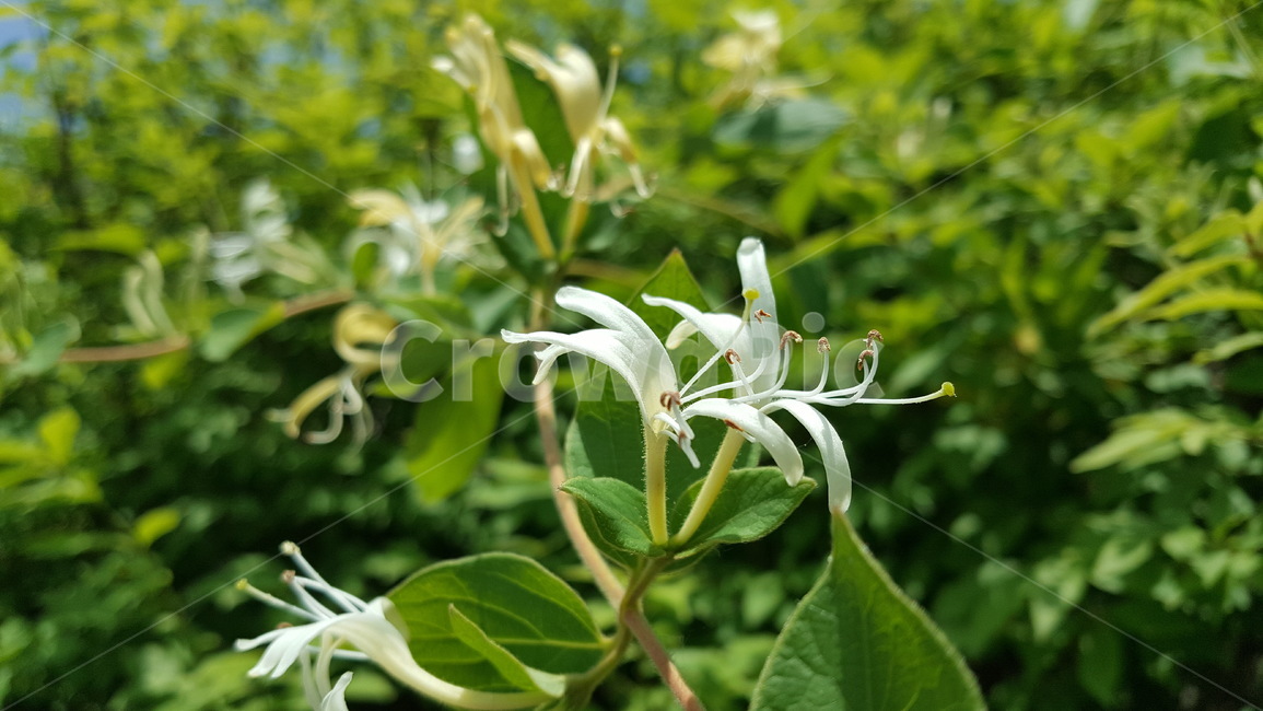 꽃,흰색,flower,white,흰꽃