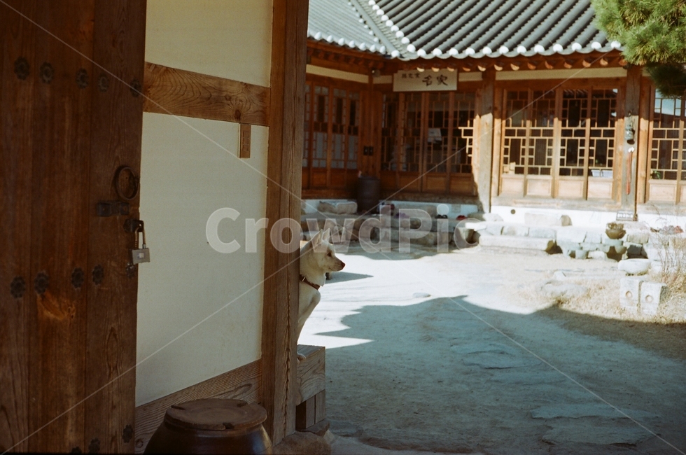 진돗개,한옥,경주,한국,기와집,한옥집,한옥마을,한국전통,한국문화,korean traditional,korean culture,동물,animal,포유류,mammal,개,강아지,dog,doggy