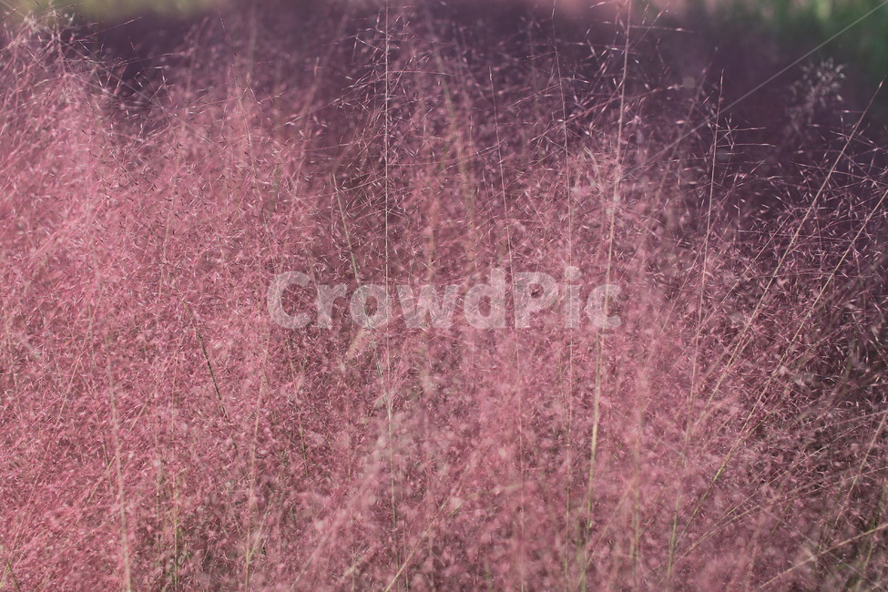 핑크뮬리,벼과,분홍,핑크,여러해살이풀,가을풍경,가을,계절,fall,autumn,season,light,빛