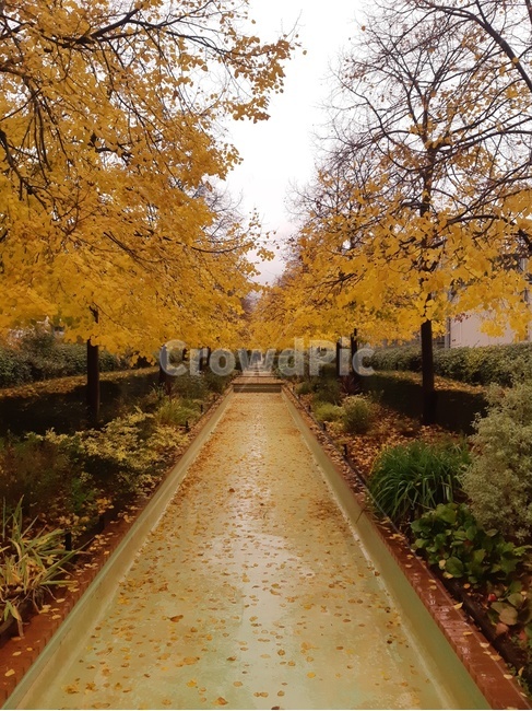 비,낙엽,가을,산책,풍경,풍경화,가을,계절,fall,autumn,season,tree,나무,plant,식물,maple,단풍