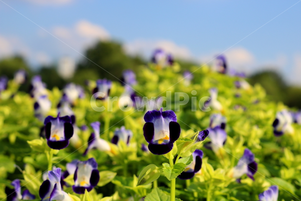토레니아,꽃,토레니아꽃,식물,여름,가을,현삼과,꽃밭,식물,자연,plants,nature,꽃,flower