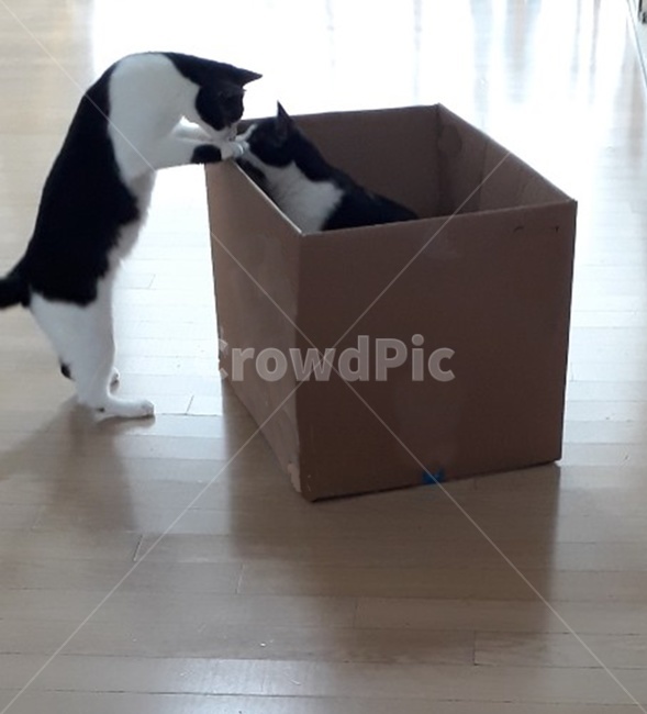 고양이,뽀뽀,검은고양이들,cutecats,kiss