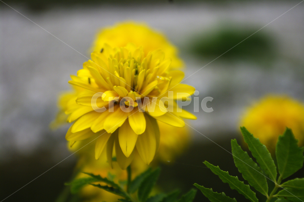 꽃,flower,식물,plant,국화,식물,자연,plants,nature,꽃,flower