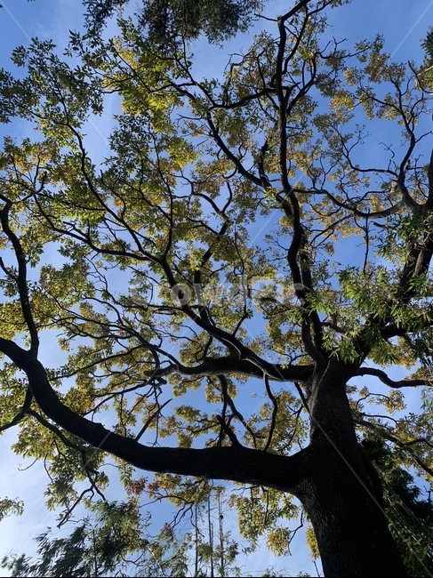 plant,식물,tree,나무,나무줄기