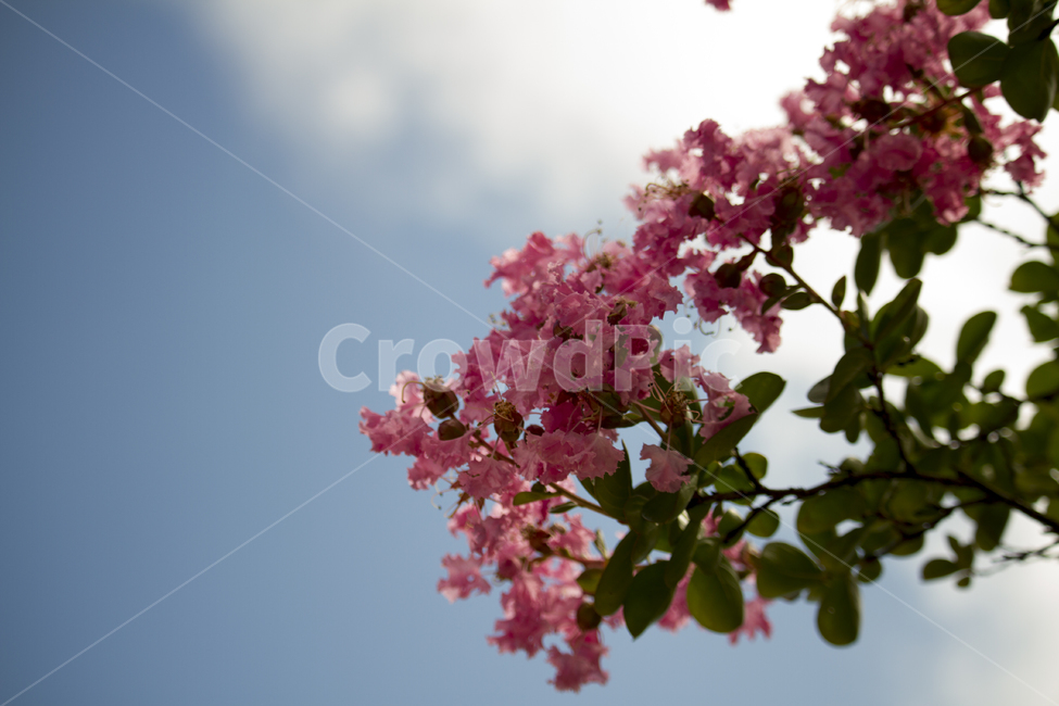 베롱나무,봄,분홍,정원,가지,꽃,보라색,계절,아름다운하늘,숲,꽃잎,여름,flowers,bloom,garden,branch,plant,beauty,green,lilac,cherry,white,blooming,floral,purple,season,beautiful,sky,bush,petal,summer,식물,자연,plants,nature,꽃,flower