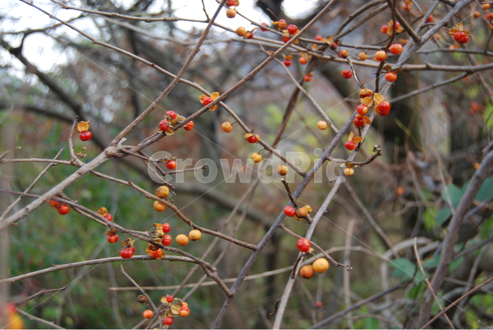 입암산,자연,공원,열매,게절,식물,자연,plants,nature,과일,열매,fruit